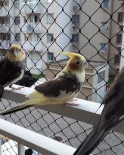 Rede 3x3 para Pássaros